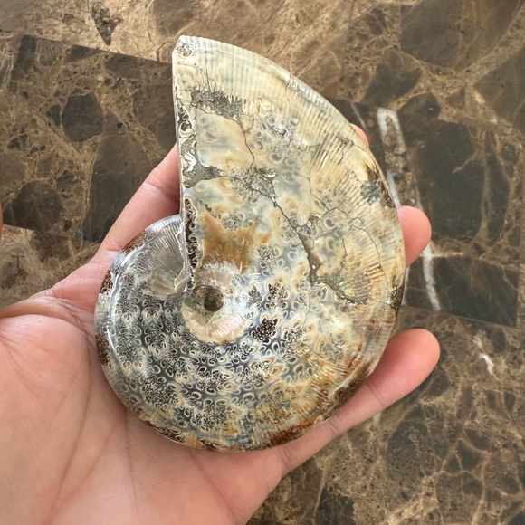 Fossil Ammonite🐌 - Picture 5 of 14